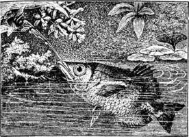 poisson-archer, illustration vintage. vecteur