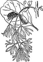 illustration vintage de Chionanthus virginica. vecteur