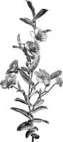 branche fleurie d'hibbertia perfoliata illustration vintage. vecteur