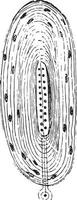corpuscule d'un herbst, illustration vintage vecteur