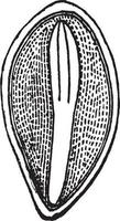 section d'illustration vintage de graines de pin. vecteur