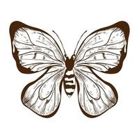 icône de bogue papillon vecteur