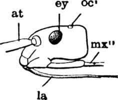 tête de punaise, illustration vintage. vecteur