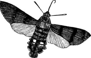 sphinx colibri, illustration vintage. vecteur