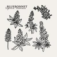 illustration de bluebonnet botanique vecteur