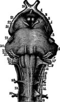 nerfs crâniens, illustration vintage. vecteur