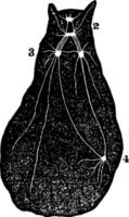 diagramme d'un type d'illustration vintage de mollusques. vecteur