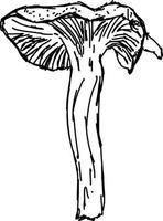 dessin de champignon, illustration, vecteur sur fond blanc.