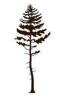 pin arbre plante forêt silhouette vecteur