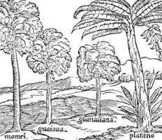 illustration vintage d'arbres hispaniola. vecteur