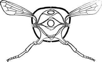 thorax transversal, illustration vintage. vecteur