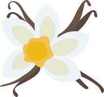 fleur de vanille, illustration, vecteur sur fond blanc.