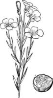 commun, lin, linum, usitatissimum, linaceae, floraison, plante, ovaire illustration vintage. vecteur