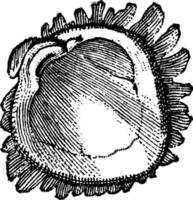 mollusque, illustration vintage vecteur