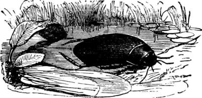 grande femelle de coléoptère de plongée, illustration vintage. vecteur