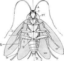 aspect ventral du cafard mâle avec les ailes étendues du cafard, illustration vintage. vecteur