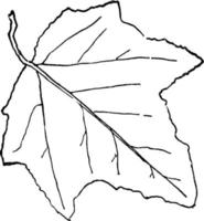 genre populus, L. tremble, illustration vintage de peuplier. vecteur
