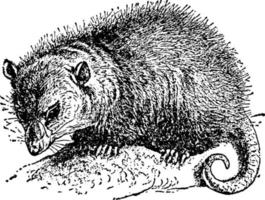 opossum, illustration vintage. vecteur