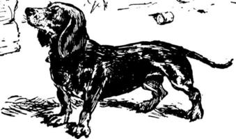 photo de chien, illustration vintage. vecteur