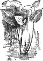 illustration vintage de calla palustris. vecteur