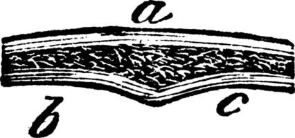 structure osseuse, illustration vintage vecteur