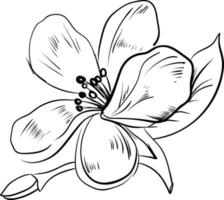 croquis de jasmin, illustration, vecteur sur fond blanc.