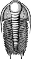 trilobite, illustration vintage vecteur