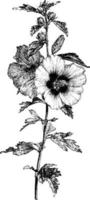 branche fleurie d'hibiscus syriacus illustration vintage. vecteur