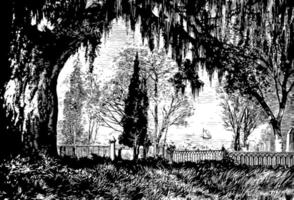illustration vintage de cimetière de magnolia. vecteur