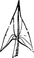 illustration vintage de feuille en forme de flèche. vecteur
