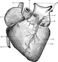 coeur, illustration vintage. vecteur