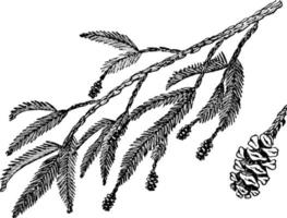 illustration vintage de branche de séquoia. vecteur