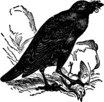 corbeau ou corbeau présageful triste ou corbeau du nord ou corvus corax, illustration vintage. vecteur