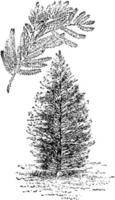 illustration vintage de taxodium distichum. vecteur