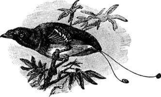 roi oiseau de paradis, cicinnurus regius, illustration vintage vecteur