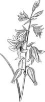 illustration vintage d'ornithogalum nutans. vecteur