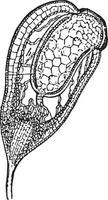 illustration vintage de bryophytes. vecteur