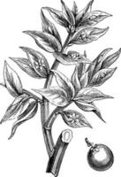 illustration vintage de ruscus aculeatus. vecteur