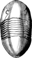 orthoceras articulé, illustration vintage vecteur