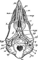 crâne d'épervier, illustration vintage. vecteur