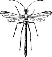 ichneumon ou thalessa lunator, illustration vintage. vecteur