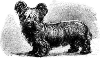 skye terrier, illustration vintage. vecteur