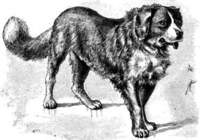 St. bernard, illustration vintage. vecteur