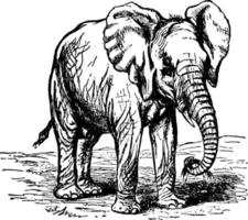 éléphant d'Afrique, illustration vintage. vecteur