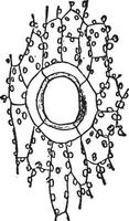 illustration vintage de bryophytes. vecteur