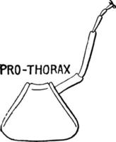 prothorax de punaises, illustration vintage. vecteur