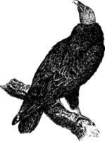 vautour de dinde, illustration vintage. vecteur