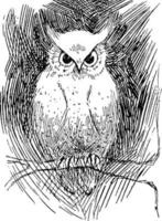 hibou souhaite 4, illustration vintage vecteur