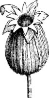 récipient à graines d'illustration vintage de lychnis. vecteur