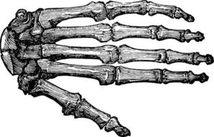 os de la main, illustration vintage vecteur